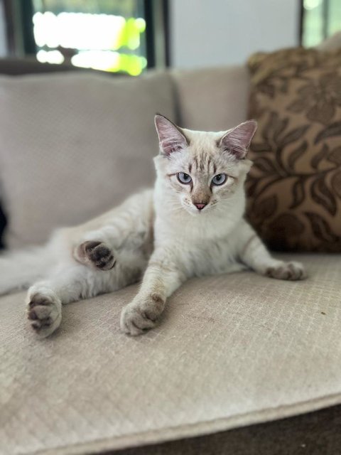 Kapoo, Marsha, Milo &amp; Lucky - Domestic Medium Hair + Domestic Long Hair Cat