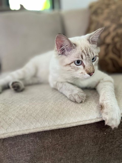 Kapoo, Marsha, Milo &amp; Lucky - Domestic Medium Hair + Domestic Long Hair Cat