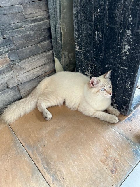 Kapoo, Marsha, Milo &amp; Lucky - Domestic Medium Hair + Domestic Long Hair Cat