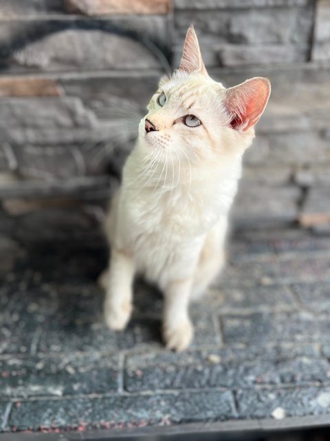 Kapoo, Marsha, Milo &amp; Lucky - Domestic Medium Hair + Domestic Long Hair Cat