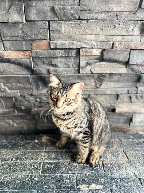 Kapoo, Marsha, Milo &amp; Lucky - Domestic Medium Hair + Domestic Long Hair Cat