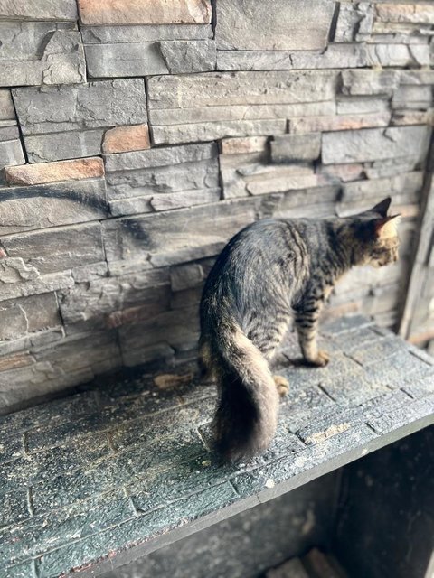 Kapoo, Marsha, Milo &amp; Lucky - Domestic Medium Hair + Domestic Long Hair Cat