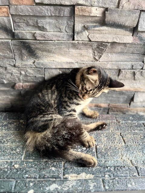 Kapoo, Marsha, Milo &amp; Lucky - Domestic Medium Hair + Domestic Long Hair Cat