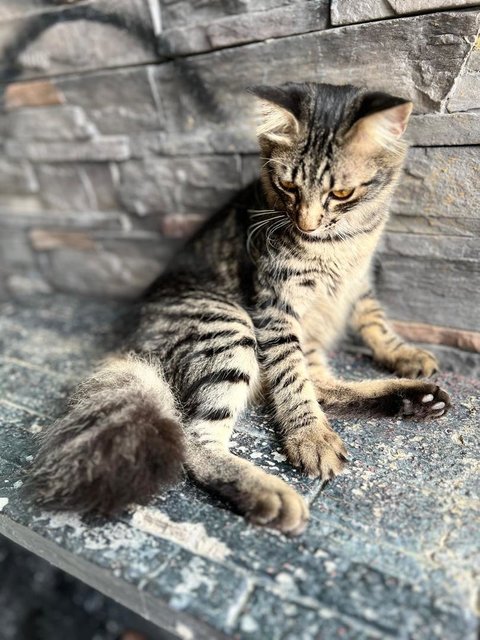 Kapoo, Marsha, Milo &amp; Lucky - Domestic Medium Hair + Domestic Long Hair Cat