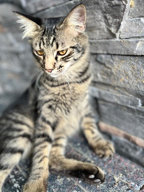 Kapoo, Marsha, Milo &amp; Lucky - Domestic Medium Hair + Domestic Long Hair Cat