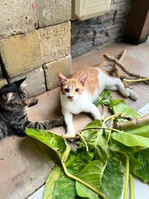 Kapoo, Marsha, Milo &amp; Lucky - Domestic Medium Hair + Domestic Long Hair Cat