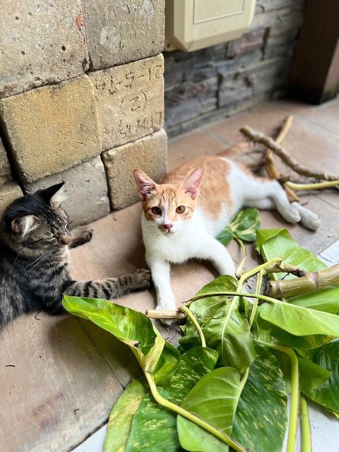 Kapoo, Marsha, Milo &amp; Lucky - Domestic Medium Hair + Domestic Long Hair Cat