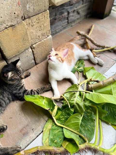 Kapoo, Marsha, Milo &amp; Lucky - Domestic Medium Hair + Domestic Long Hair Cat