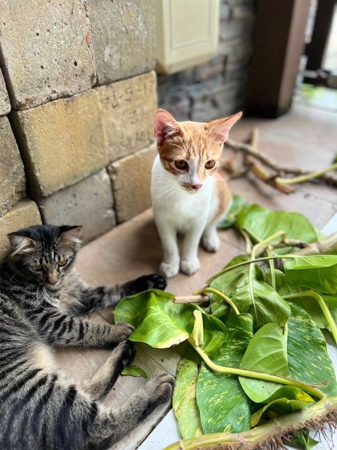 Kapoo, Marsha, Milo &amp; Lucky - Domestic Medium Hair + Domestic Long Hair Cat