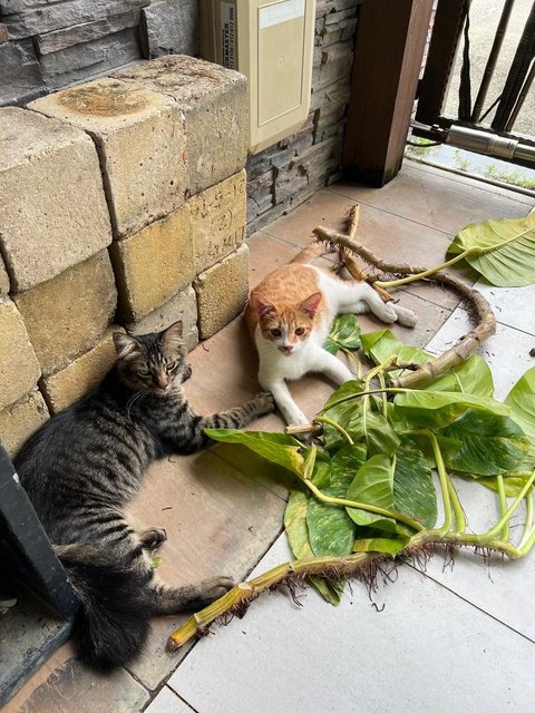 Kapoo, Marsha, Milo &amp; Lucky - Domestic Medium Hair + Domestic Long Hair Cat