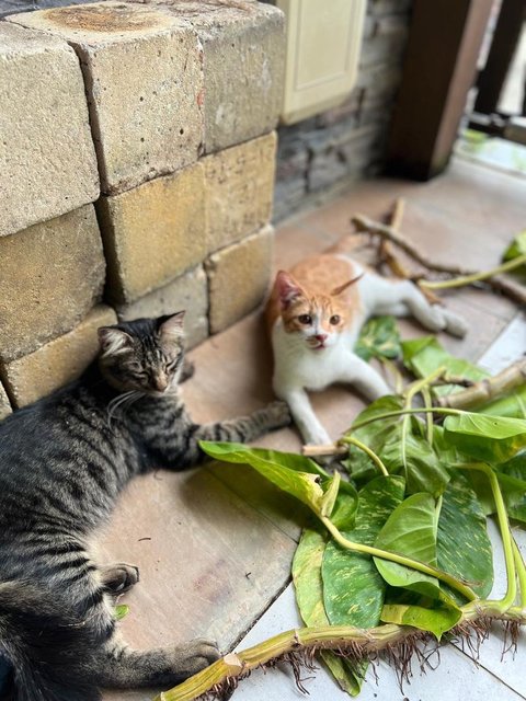 Kapoo, Marsha, Milo &amp; Lucky - Domestic Medium Hair + Domestic Long Hair Cat