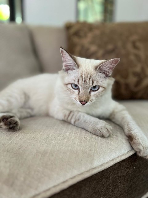 Kapoo, Marsha, Milo &amp; Lucky - Domestic Medium Hair + Domestic Long Hair Cat