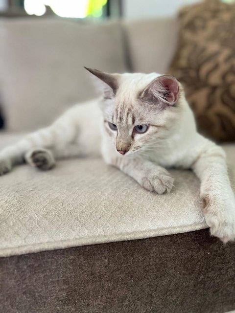 Kapoo, Marsha, Milo &amp; Lucky - Domestic Medium Hair + Domestic Long Hair Cat