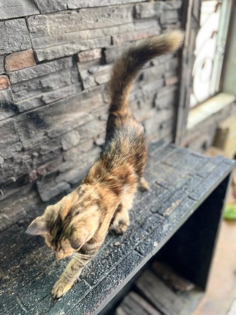 Kapoo, Marsha, Milo &amp; Lucky - Domestic Medium Hair + Domestic Long Hair Cat