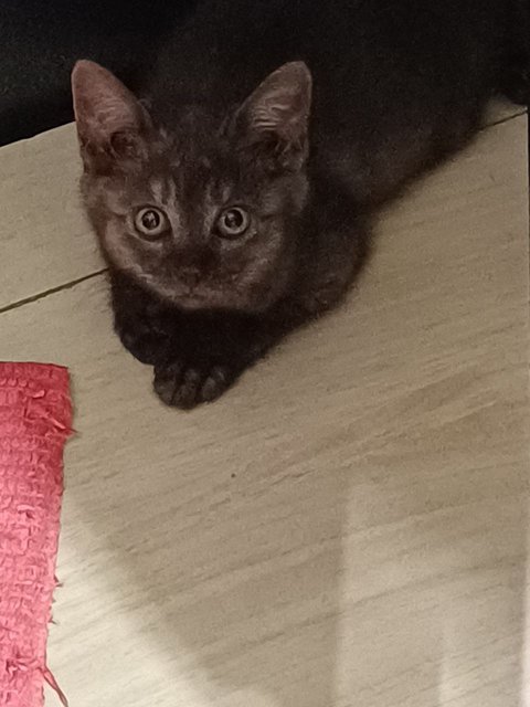 No Name Yet - Domestic Short Hair Cat