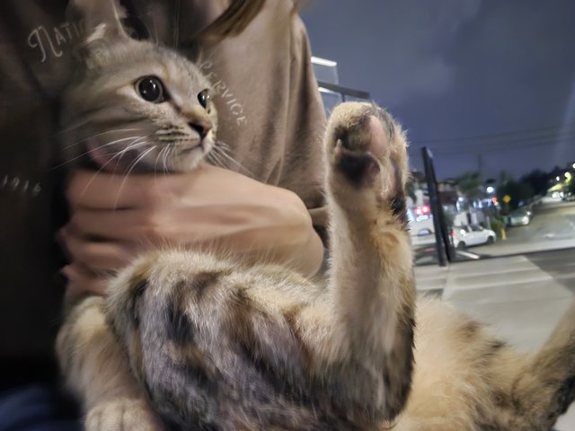 Yuzu - Domestic Short Hair + Tabby Cat