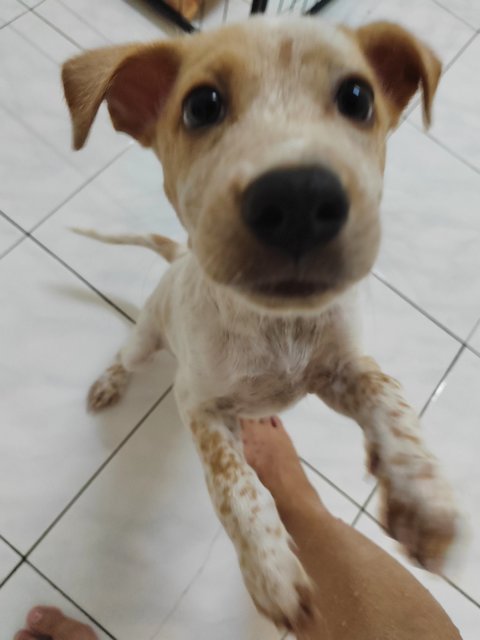 Oatmeal - Jack Russell Terrier Mix Dog