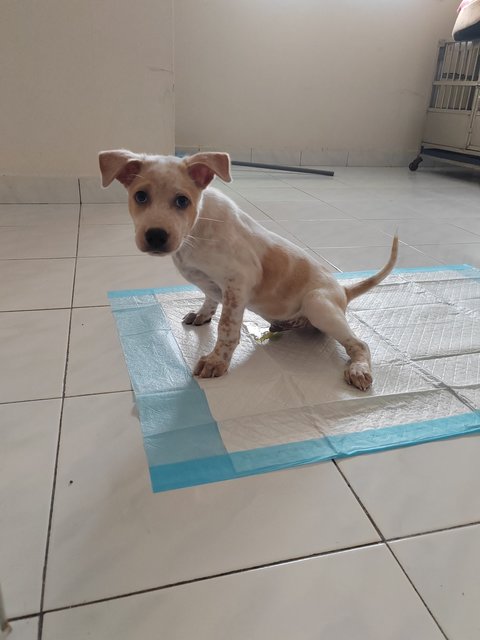 Oatmeal - Jack Russell Terrier Mix Dog