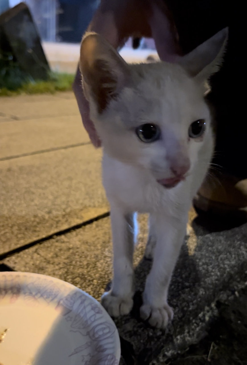 Milky - Domestic Short Hair Cat