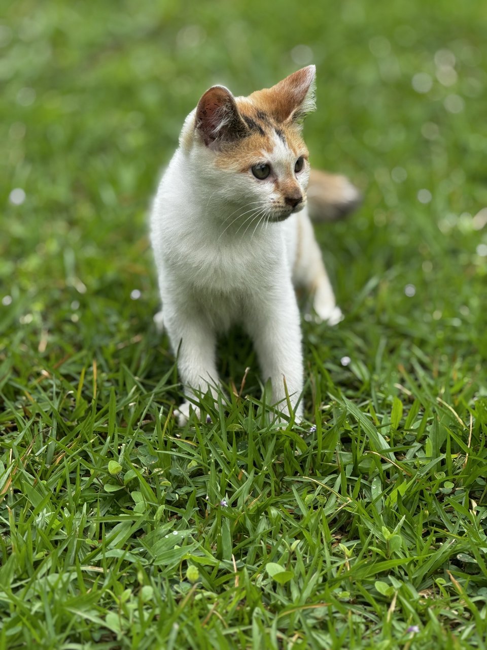 Cippy - Domestic Short Hair + Calico Cat