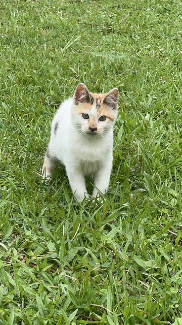 Cippy - Domestic Short Hair + Calico Cat