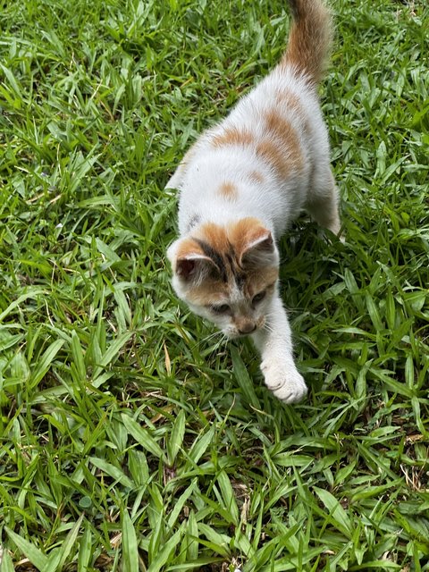 Cippy - Domestic Short Hair + Calico Cat