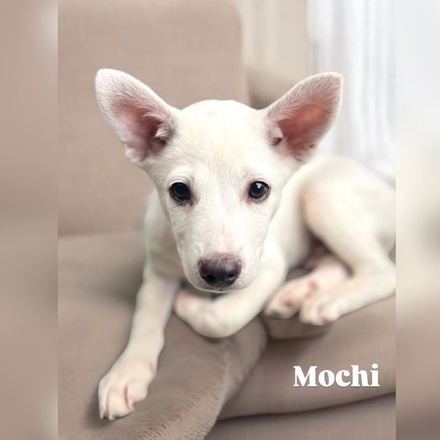 Mochi - Mixed Breed Dog