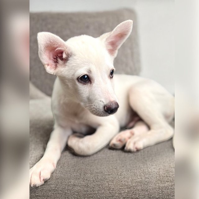 Mochi - Mixed Breed Dog