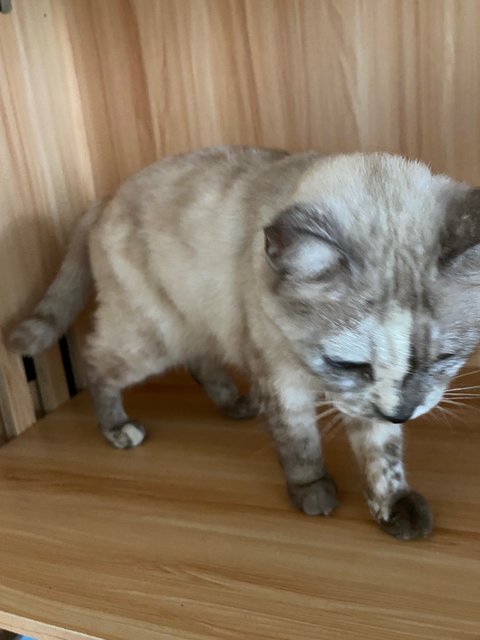 Snowy - British Shorthair + Domestic Short Hair Cat