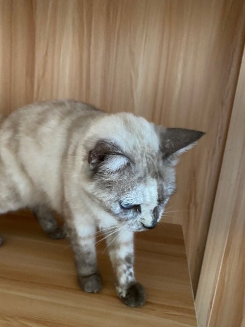 Snowy - British Shorthair + Domestic Short Hair Cat