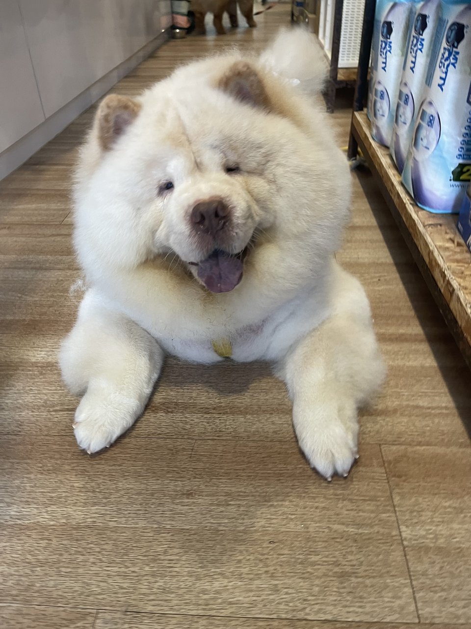 Fanshu - Chow Chow Dog