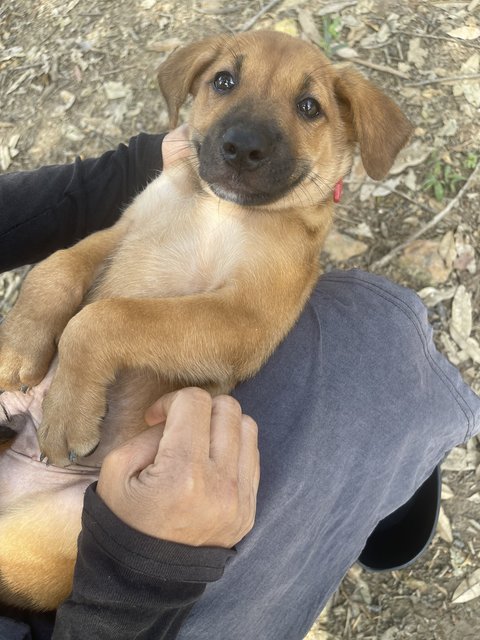 White (F), Brown (M) - Mixed Breed Dog