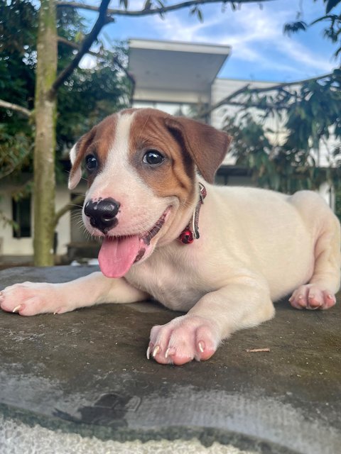 White (F), Brown (M) - Mixed Breed Dog