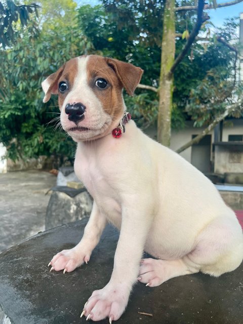 White (F), Brown (M) - Mixed Breed Dog