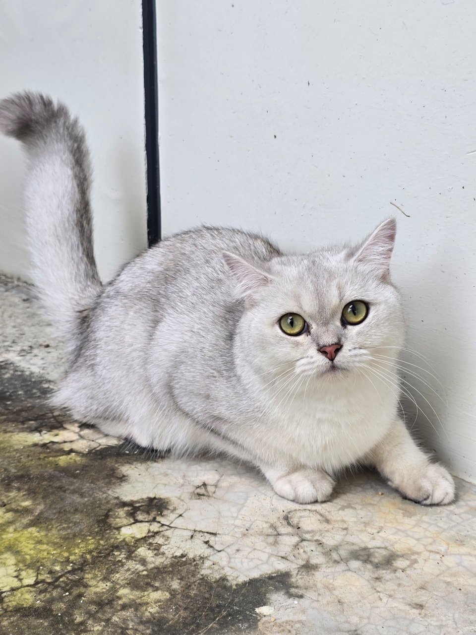 Olaf - British Shorthair Cat