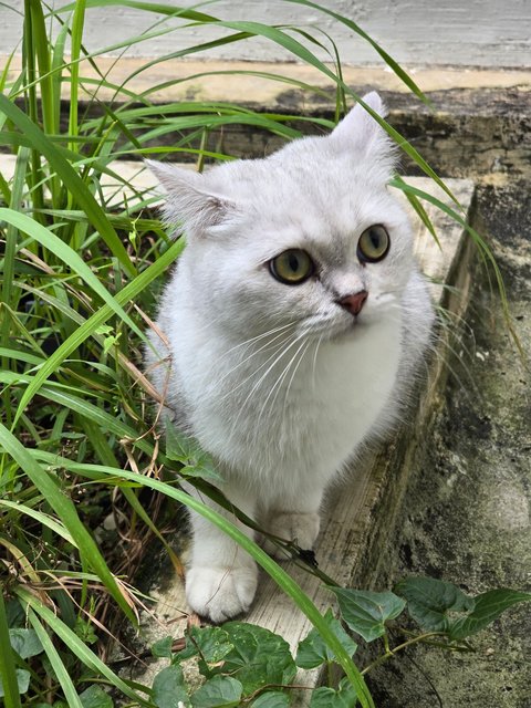 Olaf - British Shorthair Cat