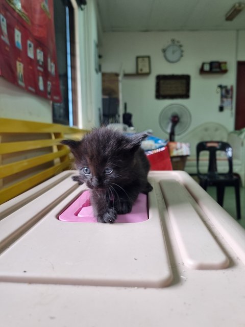 Zen - Domestic Long Hair Cat