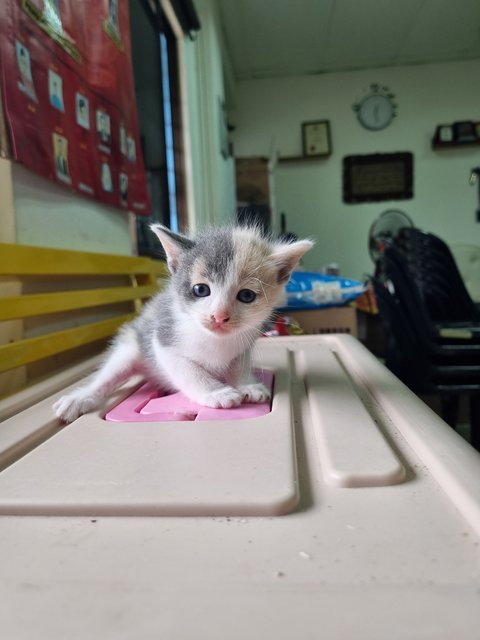 Crystal  - Calico Cat