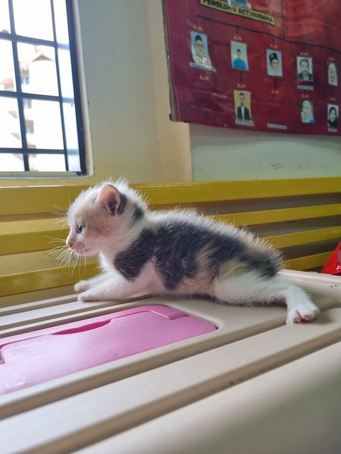 Crystal  - Calico Cat