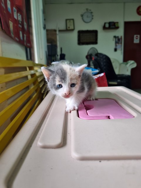 Crystal  - Calico Cat