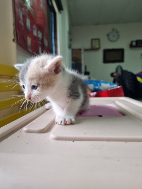 Crystal  - Calico Cat