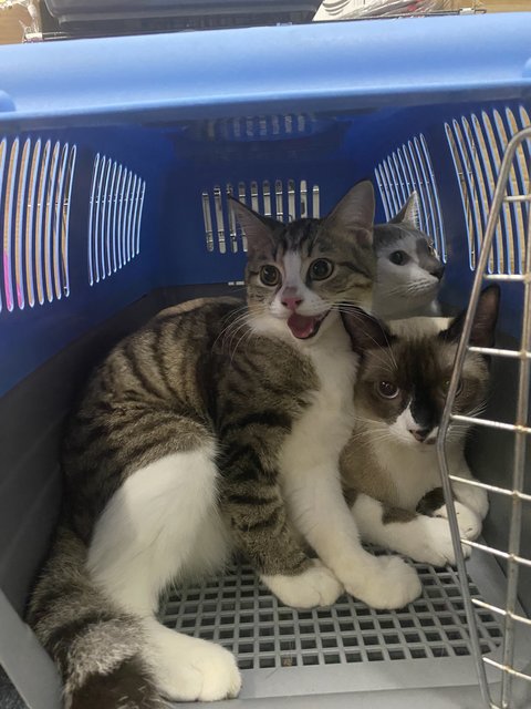 Love - British Shorthair + Maine Coon Cat