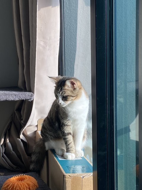 Love - British Shorthair + Maine Coon Cat