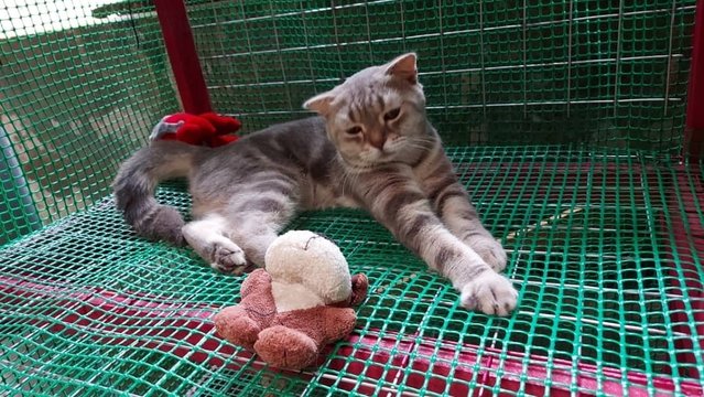 Moro - British Shorthair + Scottish Fold Cat