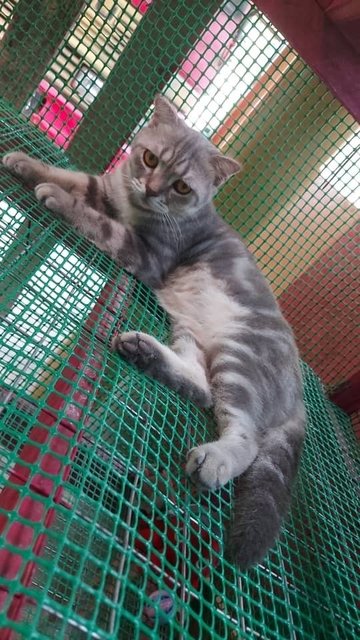 Moro - British Shorthair + Scottish Fold Cat