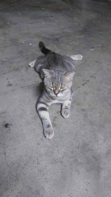 Moro - British Shorthair + Scottish Fold Cat