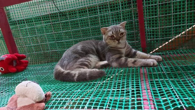 Moro - British Shorthair + Scottish Fold Cat