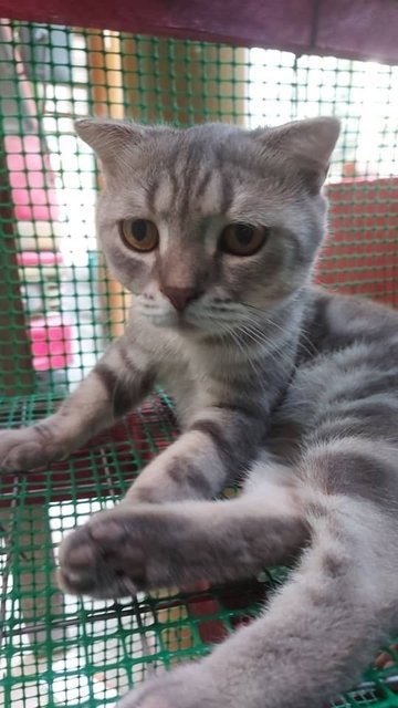 Moro - British Shorthair + Scottish Fold Cat