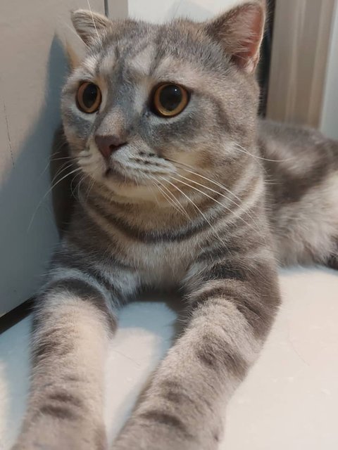 Moro - British Shorthair + Scottish Fold Cat