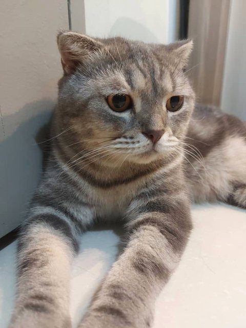 Moro - British Shorthair + Scottish Fold Cat